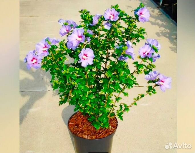 Продам гибискус сирийский (кетмия)