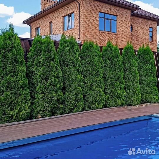 Туя для изгороди