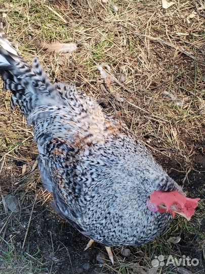 Молодые петухи