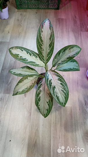 Аглаонемы часть 1