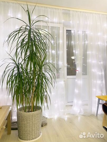 Пальма драцена