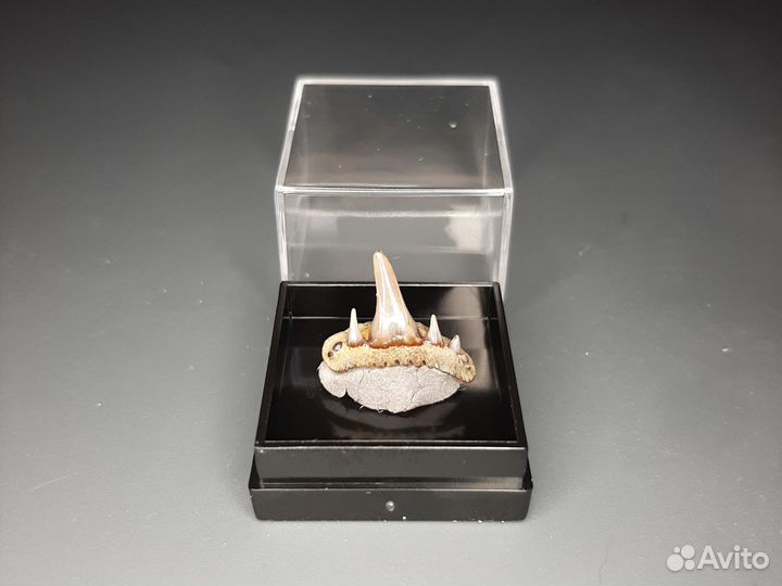 Зубы акулы Paraorthacodus