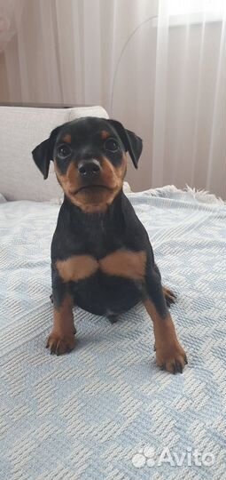 Щеночки минидобермана