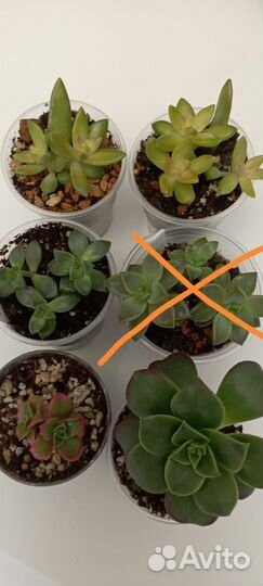 Суккуленты 2