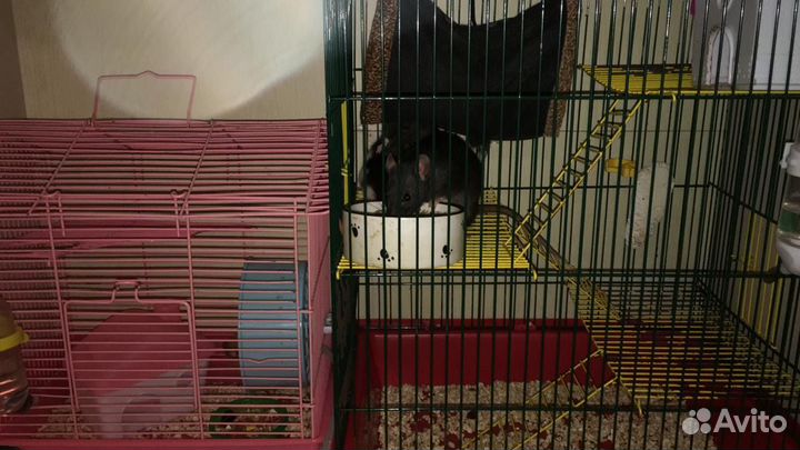 Передержка животных(кошек, собак,грызунов)