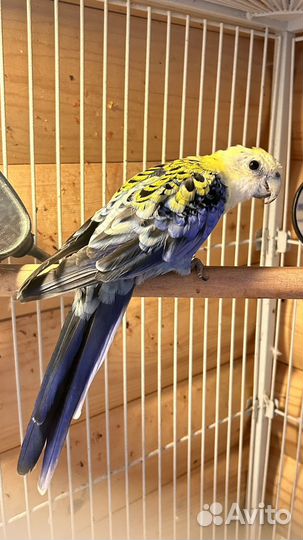 Попугай с клеткой