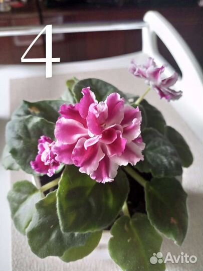 Фиалки - укоренённые листики