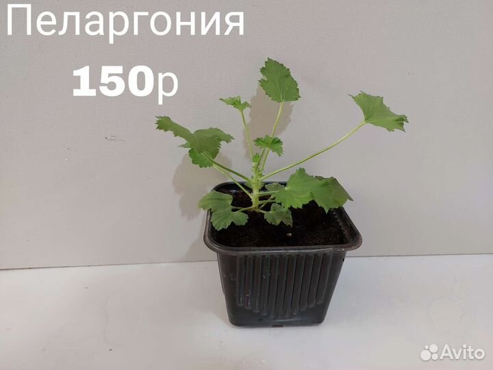 Комнатные цветы