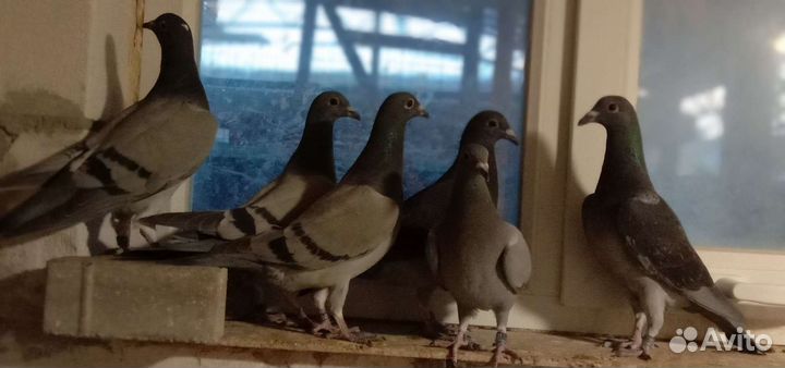 Голуби спортивные