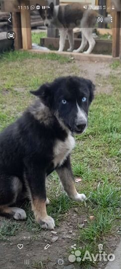 Щенки сибирской хаски