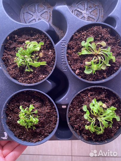 Венерина мухоловка (детки)