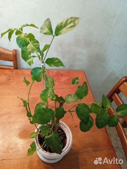 Жасмин комнатный