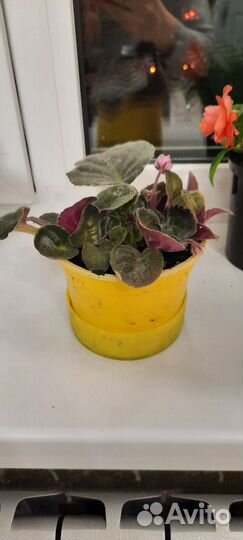 Комнатные цветы