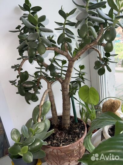 Комнатные растения с горшками разные