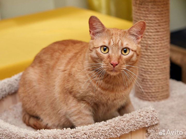 Кошки в добрые руки бесплатно