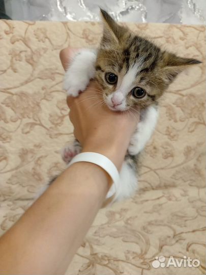 Котята в добрые руки бесплатно