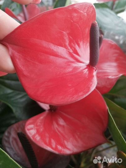 Антуриум красный