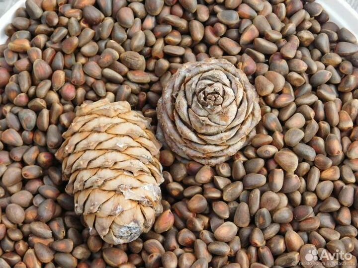 Кедровый орех оптом