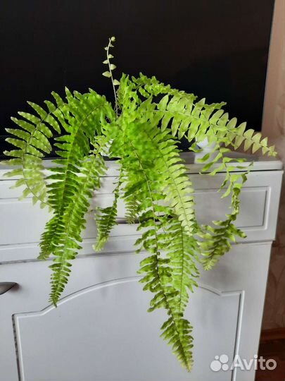 Вариегатные, ароидные, папоротники