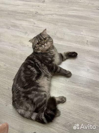 Шотландский кот вязка