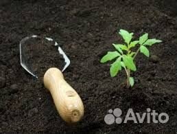 Торф