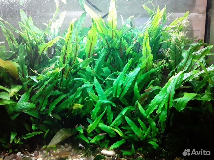 Креветки вишня