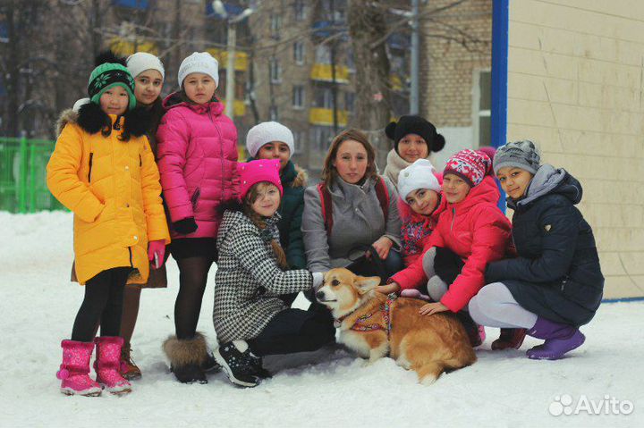 Кинолог. Дрессировка собак