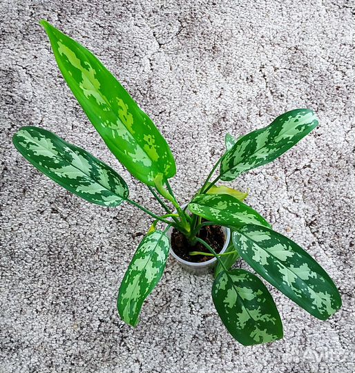 Комнатные растения