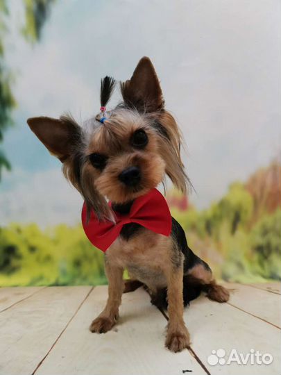 Йорк мини вязка