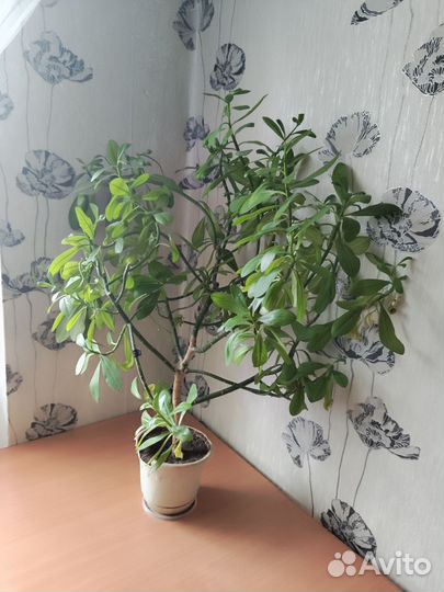 Синадениум