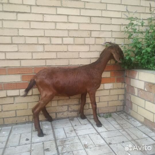 Нубийские коза и козёл