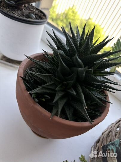 Суккуленты