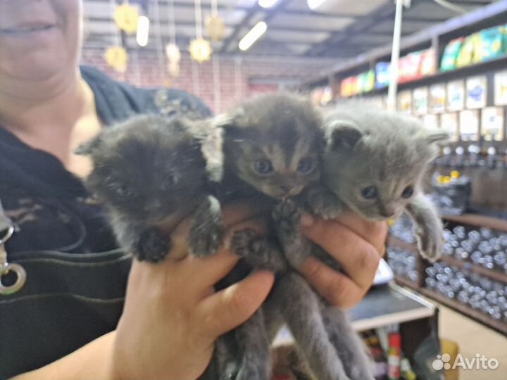 Помесь британца