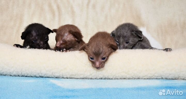 Ориентальные котята