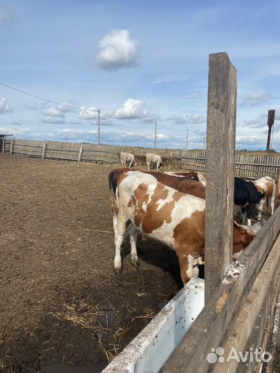 Телята бычки