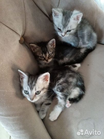 Котята