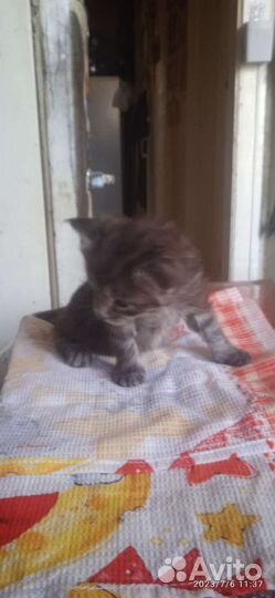 Котенок
