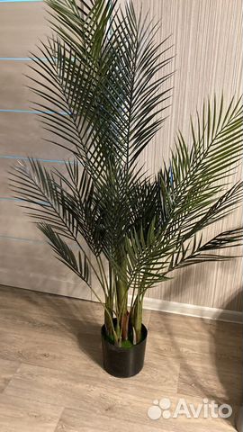 Банановая пальма