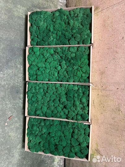 Мох стабилизированный от производителя