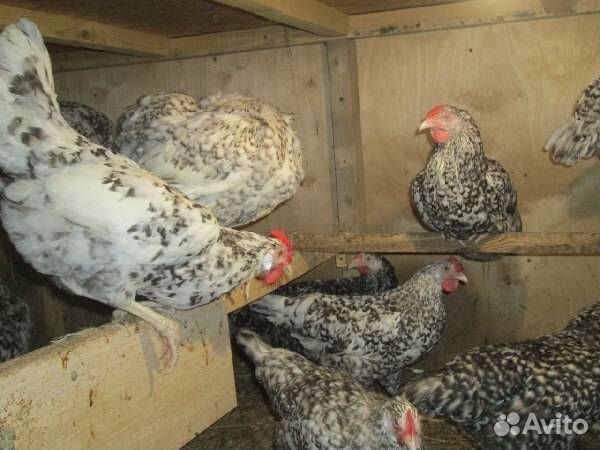 Пушкинские куры