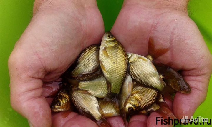 Живец для рыбалки