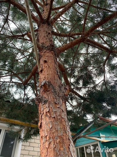 Живая сосна