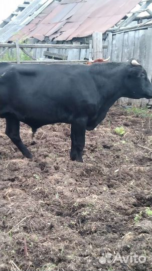 8 голов малодняка