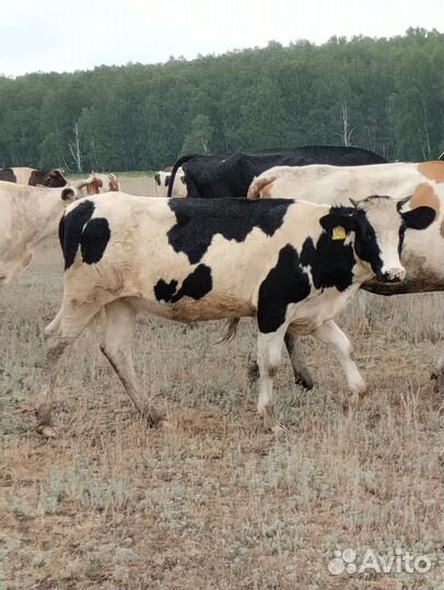 Тёлка стельная 1год и 3месяца