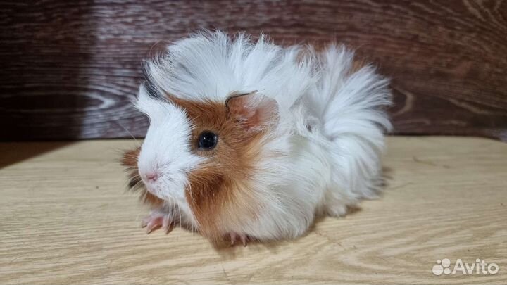 Морская свинка опт и розница