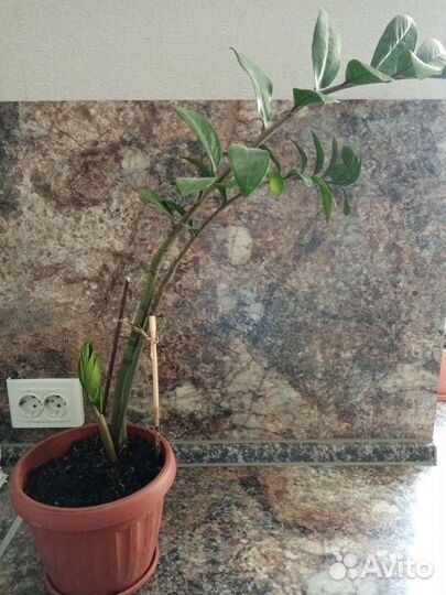 Замиокулькас