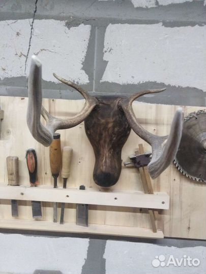 Продам рога оленя