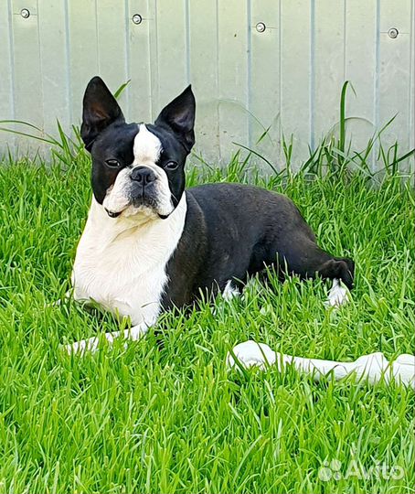 Вязка Бостон-Терьер