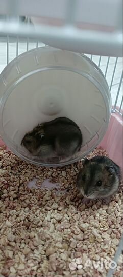 Джунгарские хомяки