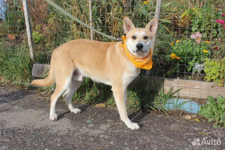 Спокойный и добрый пёс в поиске дома